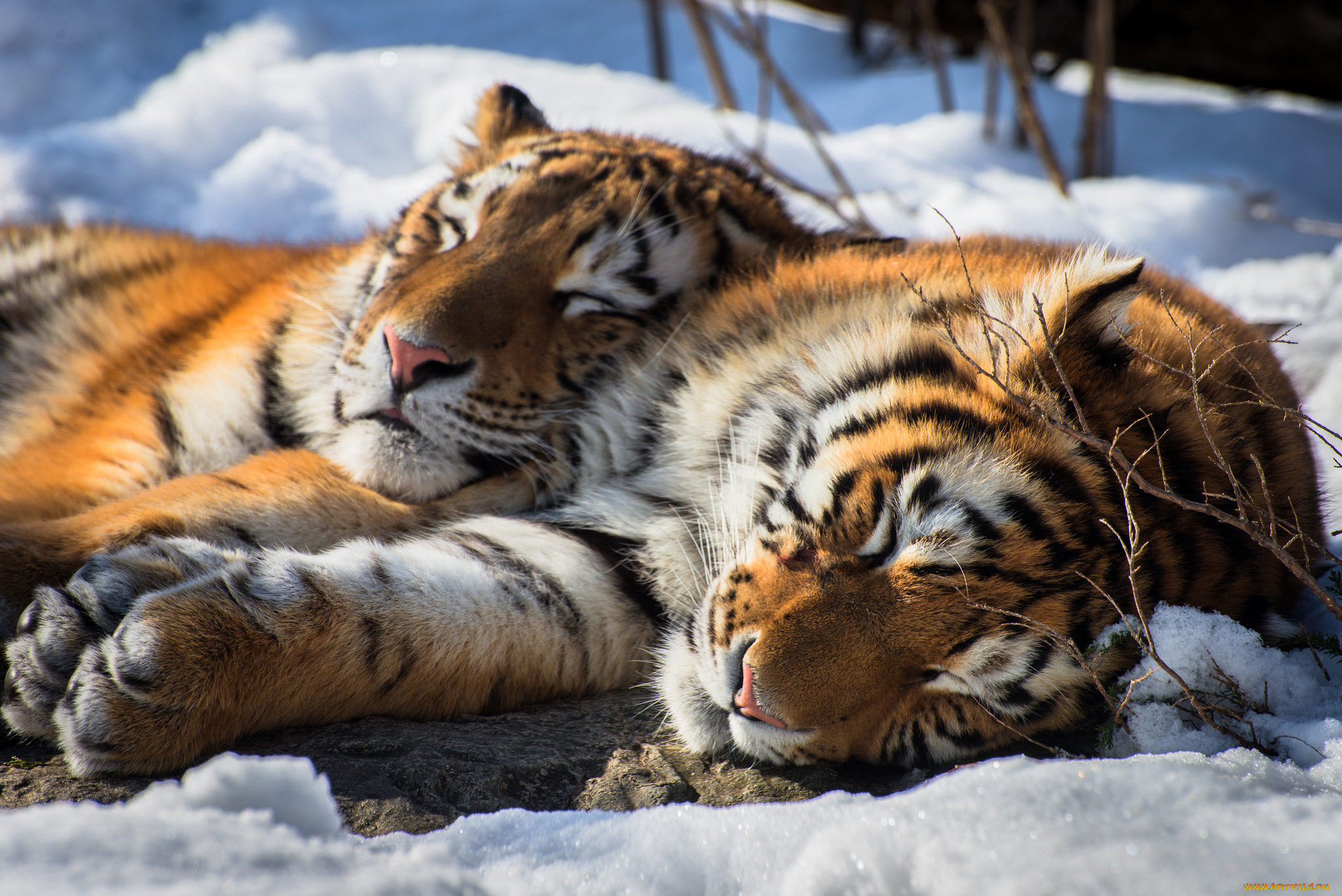 Дикие кошки сон. Амурский тигр. Тигрица. Красивый тигр. Спящий тигр.